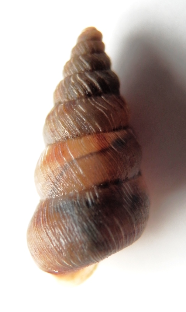 Cochlostoma da identificare